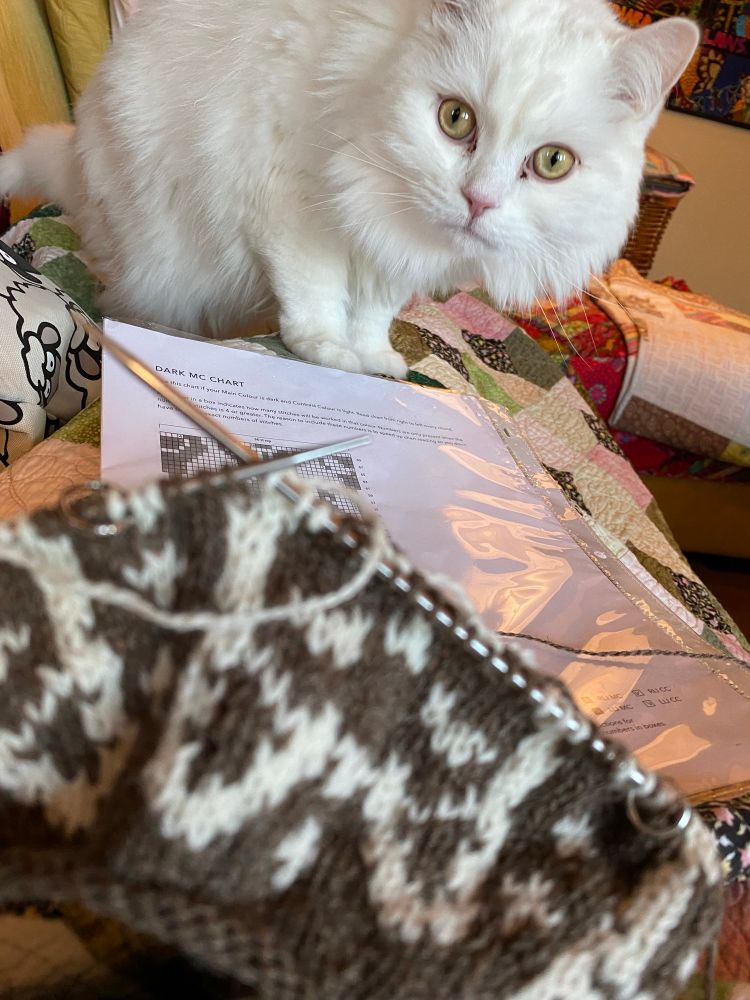 Brown and white yoke knitting with a cat pattern, with a white cat staring into the camera in the background.