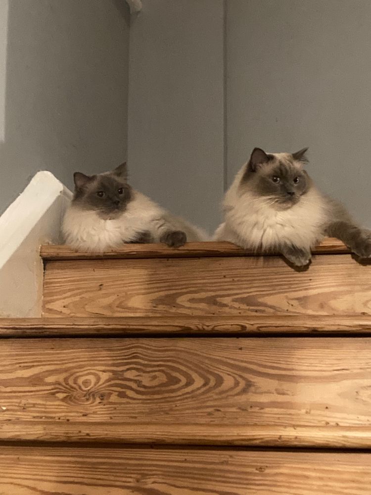 Two cats at the top of the stairs