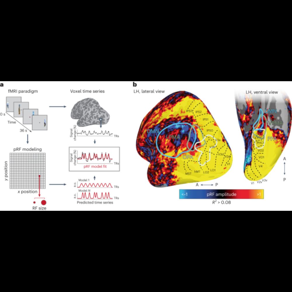 A retinotopic code structures the interaction between perception and memory systems - Nature Neurosc...