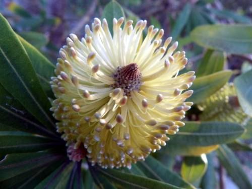 Top view of a Banksia integrifolia (Coastal Banksia) flower