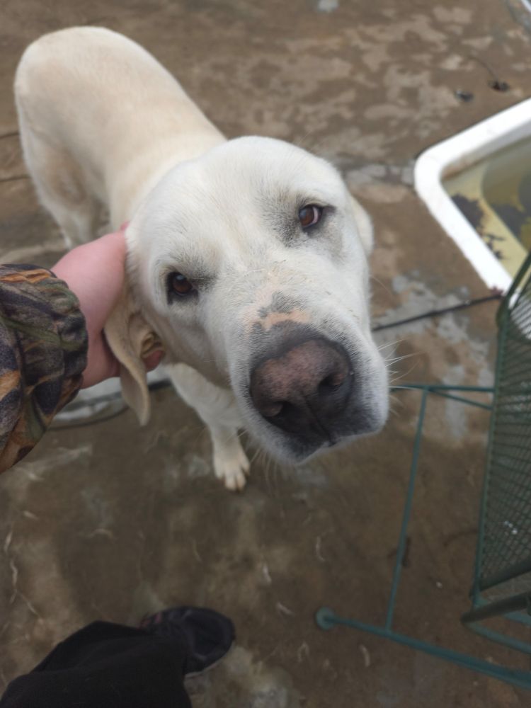 adorable big white dog