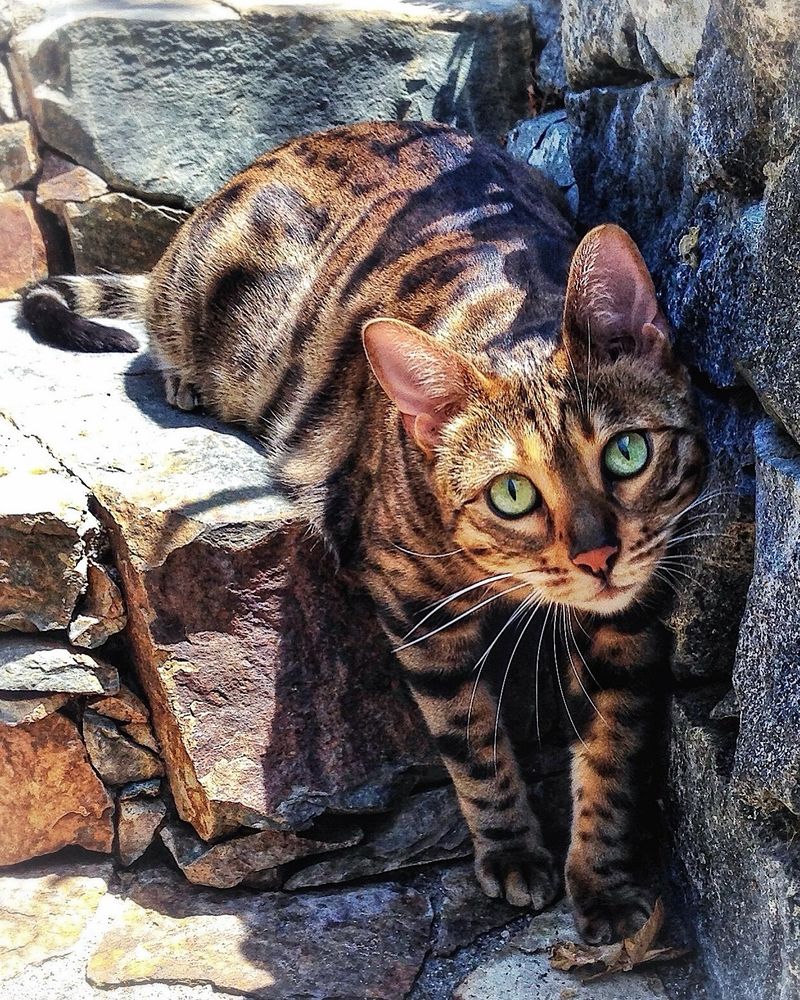 A Bengal cat with green eyes and a golden-brown coat crouches on stone steps, partially in the shade, blending into the stones and sunlight as if camouflaged.