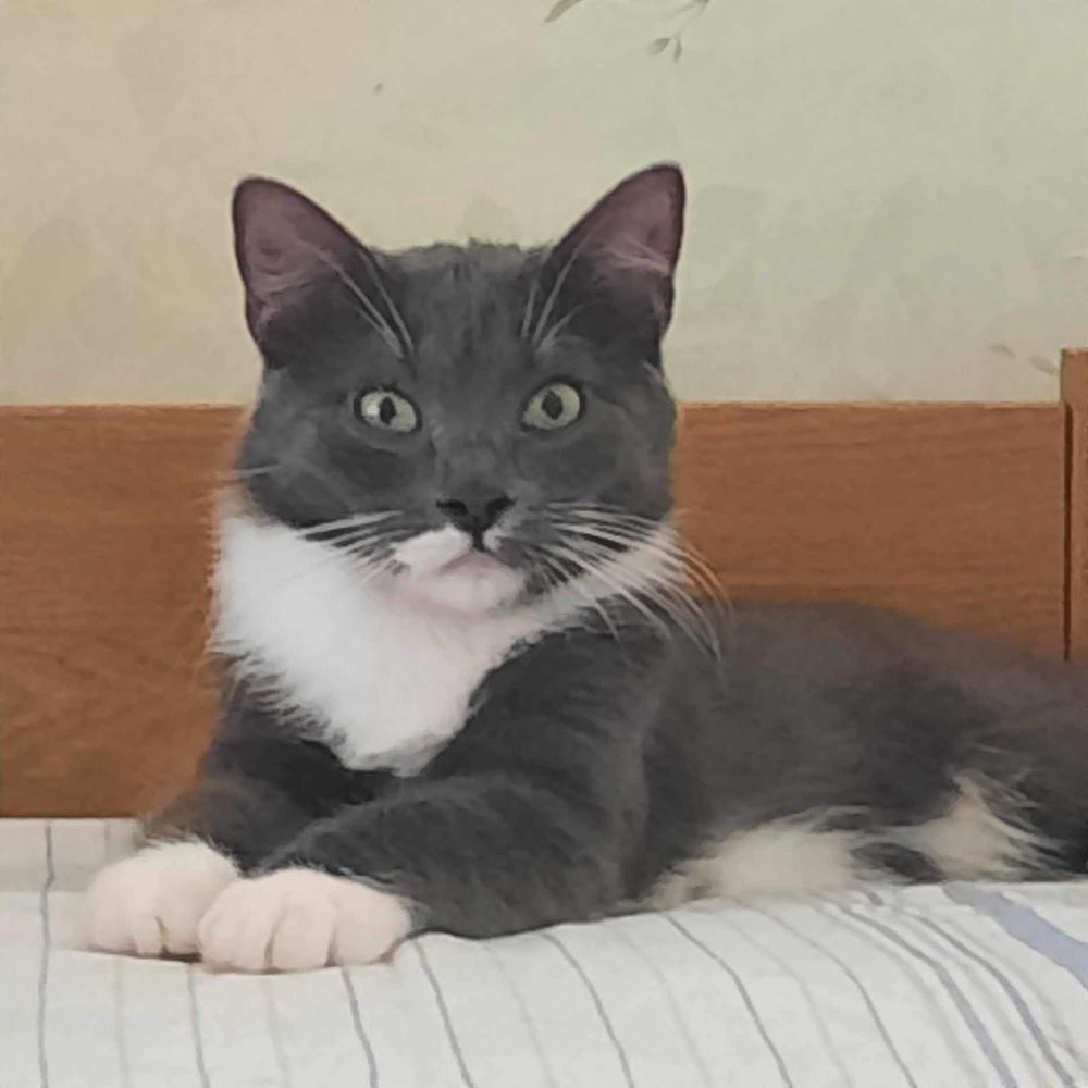 Harmaa valkoinen kissa