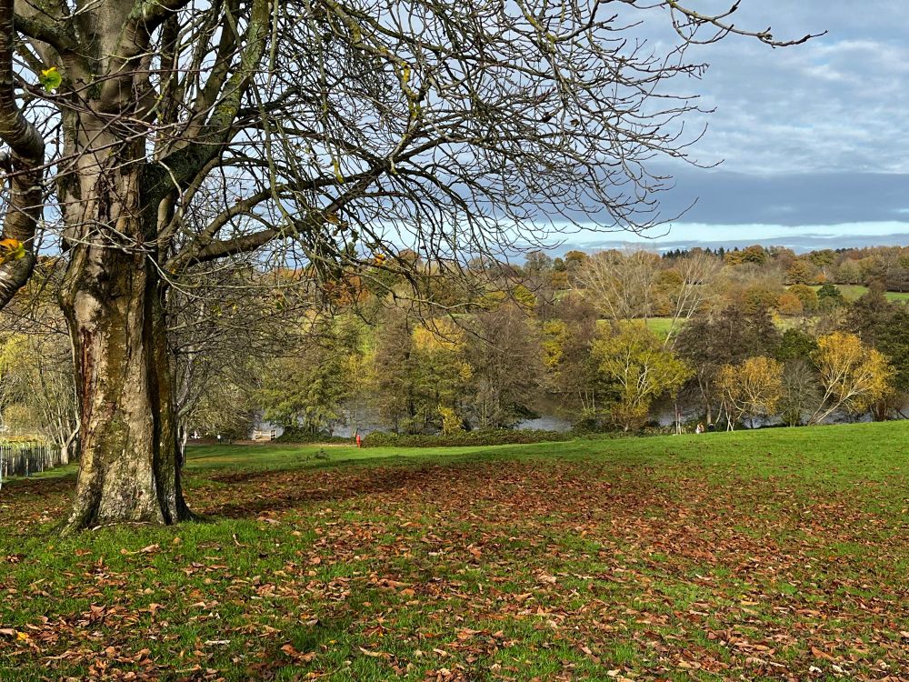 A scene of autumn trees, grass and grey skies 