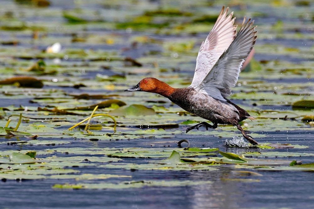 Chasse aux oiseaux en déclin : le gouvernement enterre les protections sous la pression des chasseurs - Animal Cross
