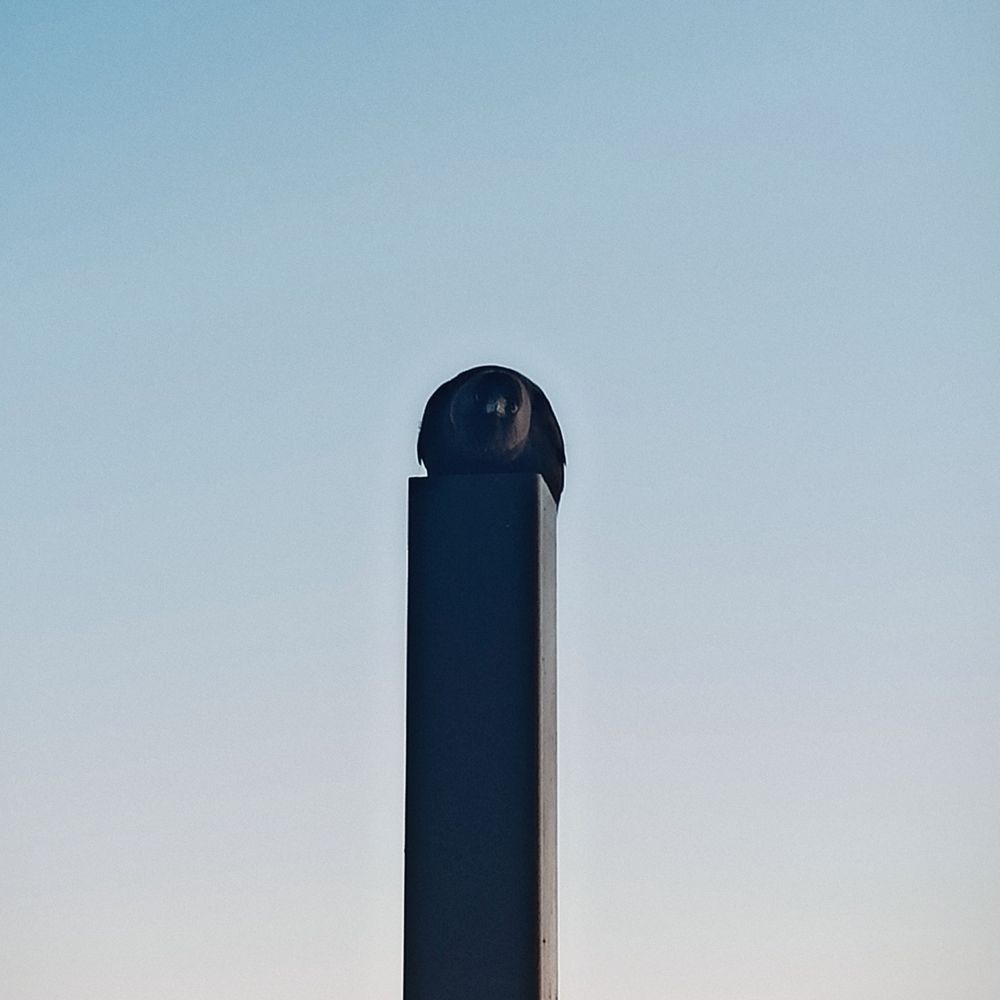 Paslı bir demir kolonun üzerinden kameraya doğru eğilmiş bakan bir karga.