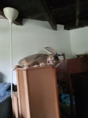 My other cat, Terran.