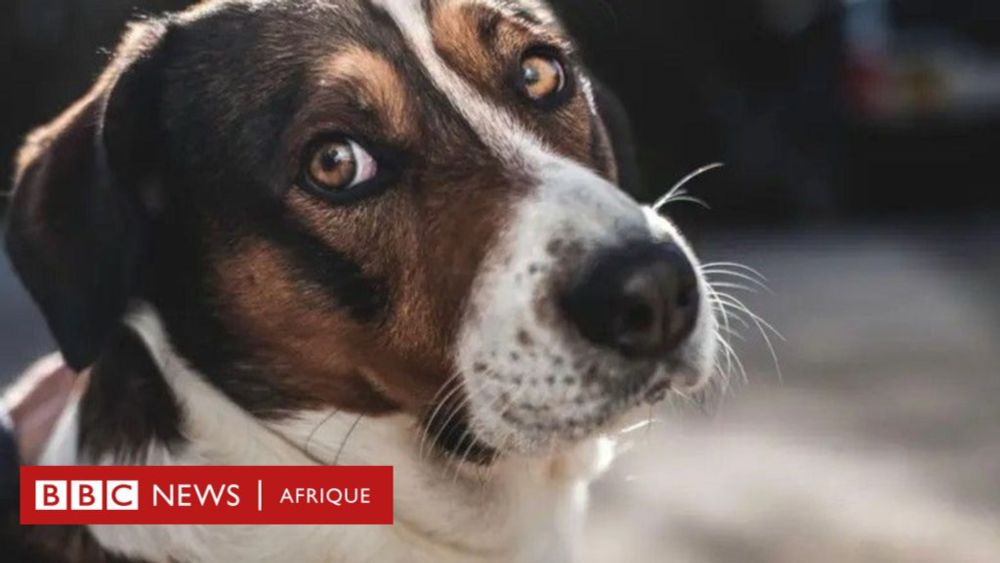 Les animaux : ont-ils une conscience ? ce que nous savons de leur comportement  - BBC News Afrique