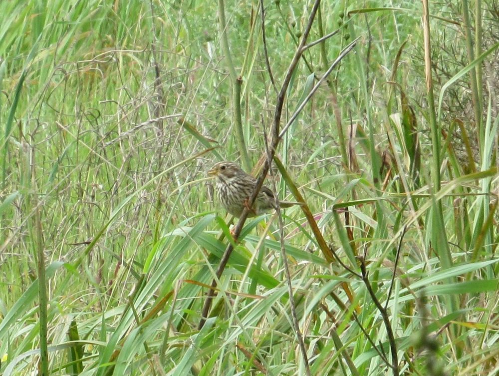 Corn Bunting