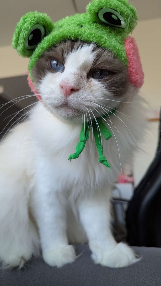White and brown cat wearing a green frog hat from Little Kitty Big City. The cat looks unhappy
