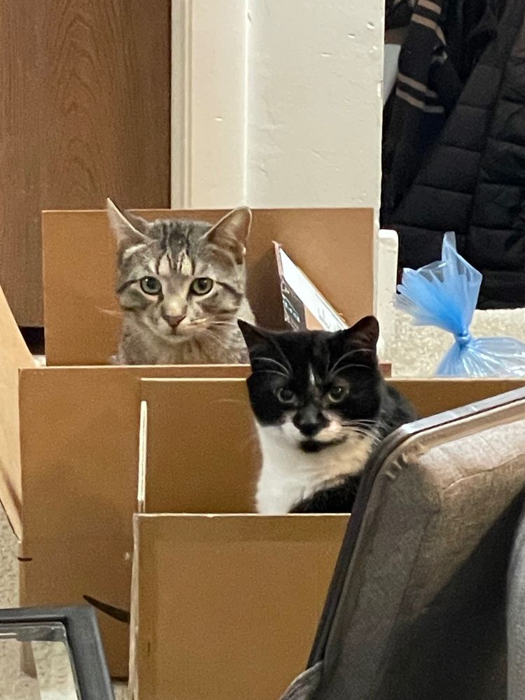 A brown tabby cat and a black & white cat each sitting inside a cardboard box with just their heads visible  