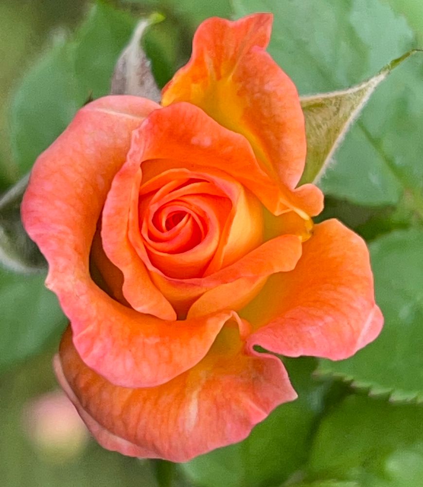Mellow orange rose