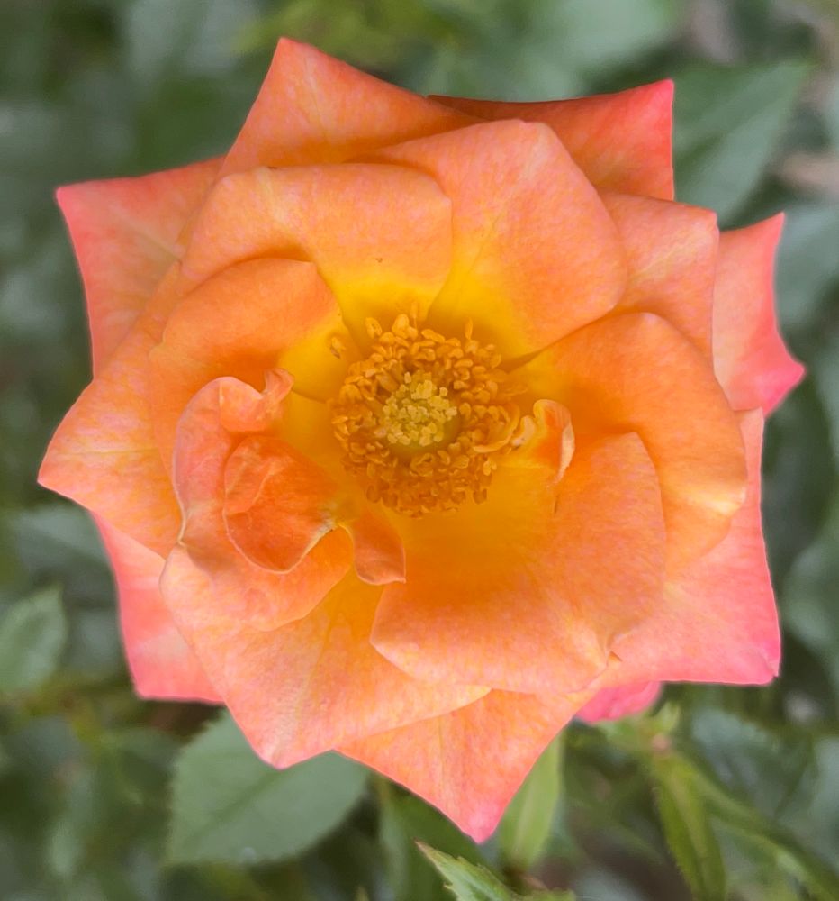 Pale orange rose