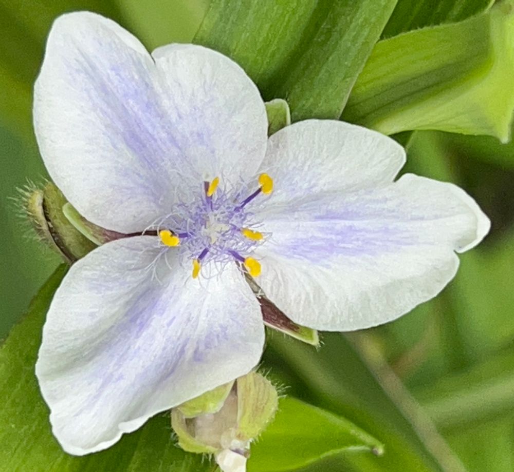 Spiderwort with white and purple trefoil petals