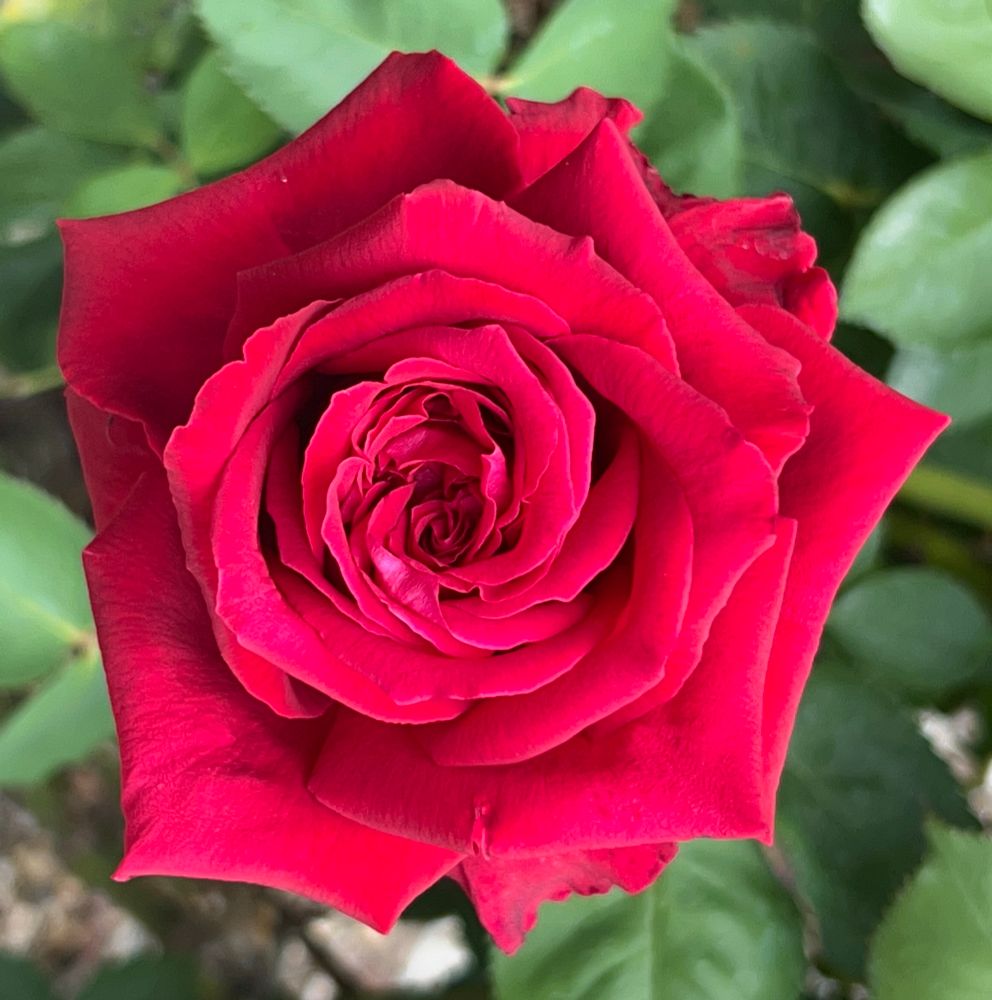 Red rose
