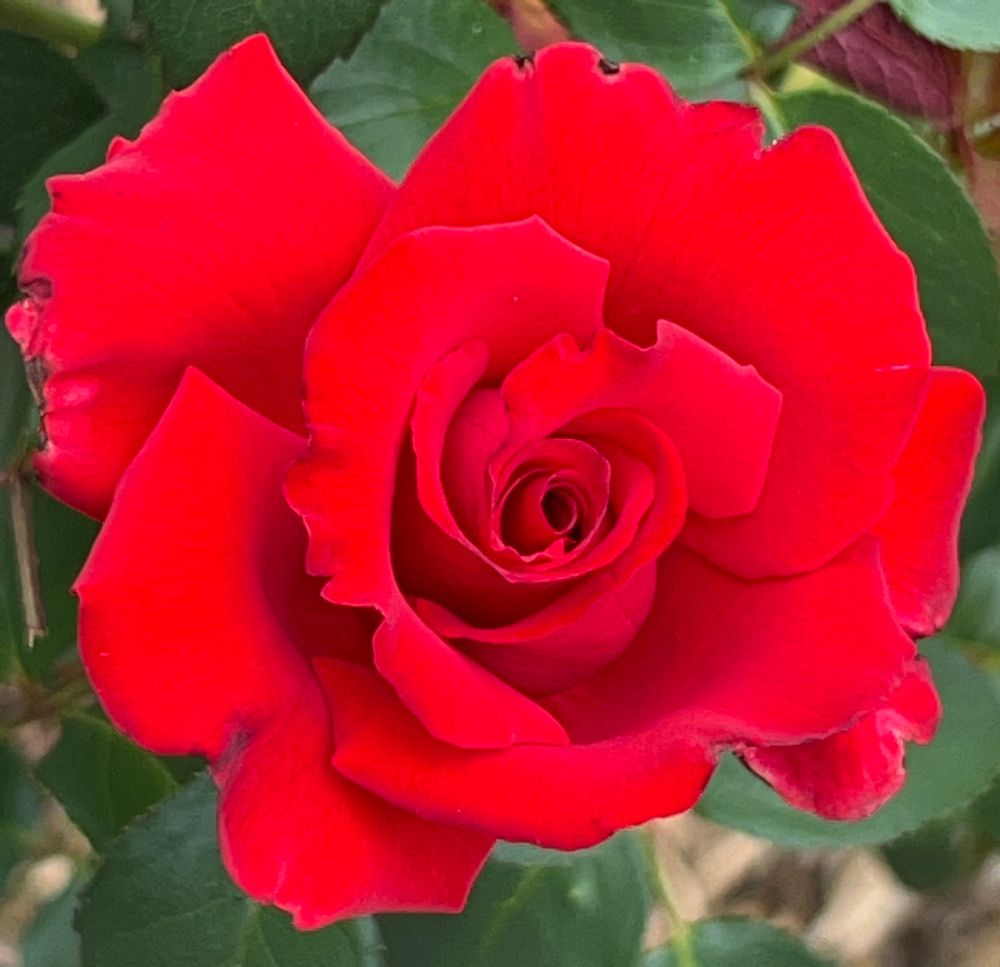 Red rose