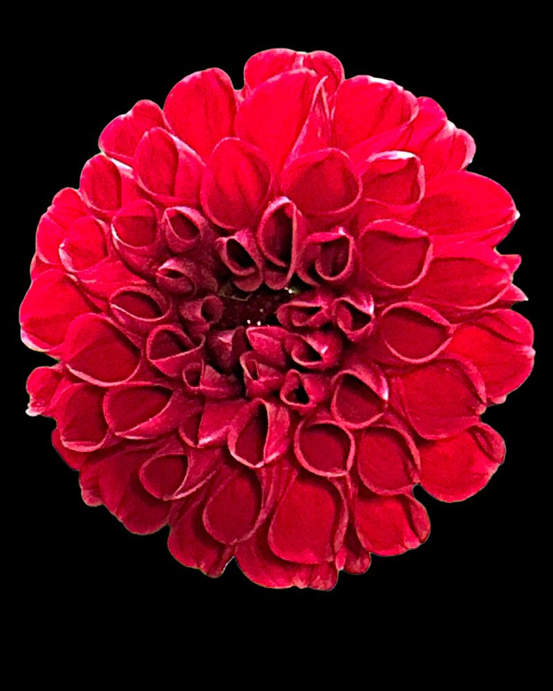 City Lights Red dahlia on black