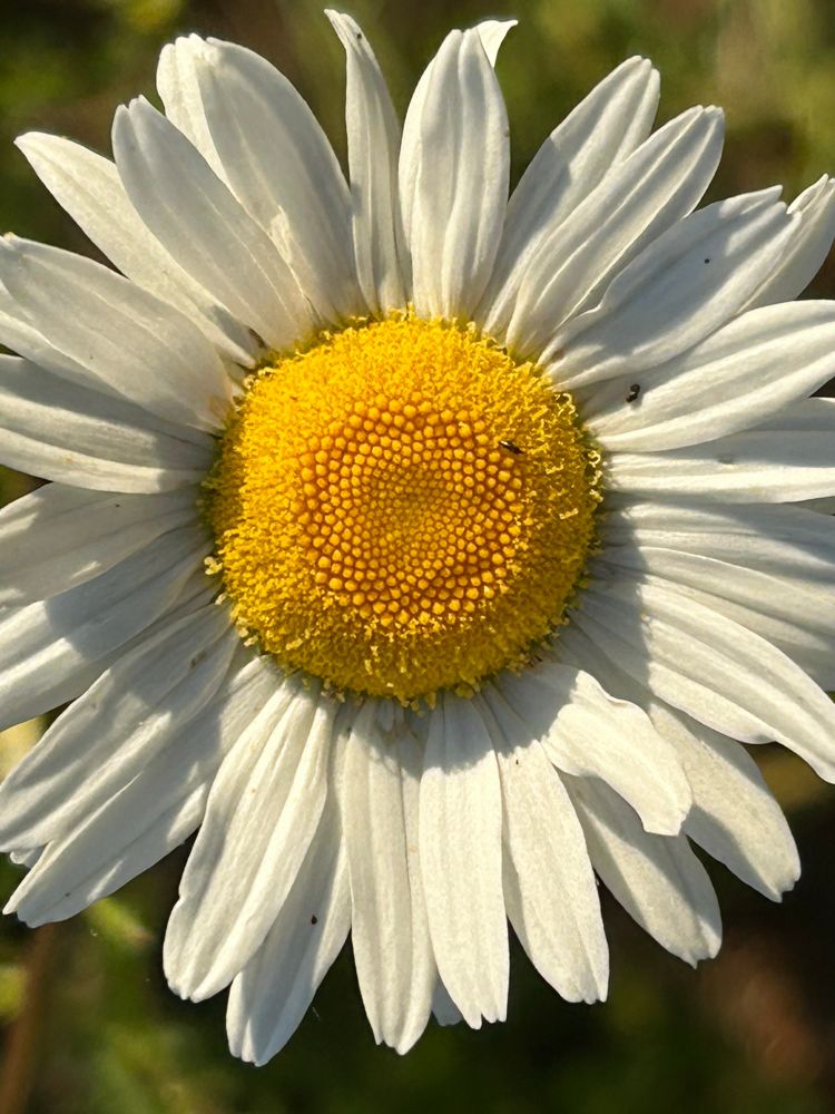 Tight shot of an oxeye daisy 