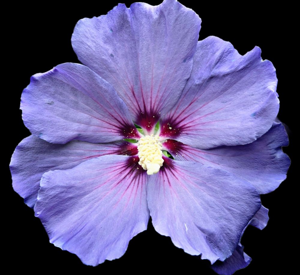 Purple hibiscus on black background 