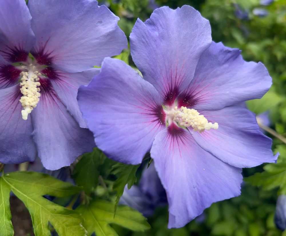 Purple hibiscus 