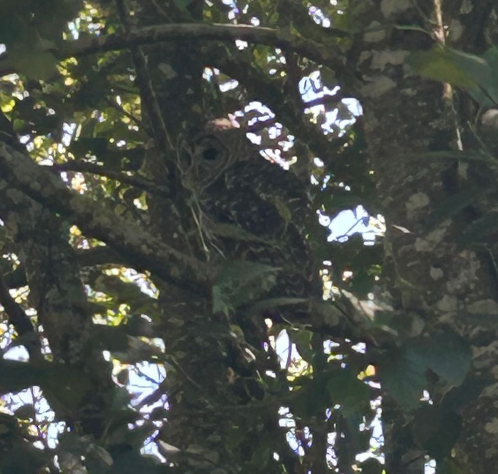 Owl perched in tree