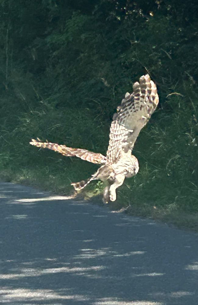 Owl in flight