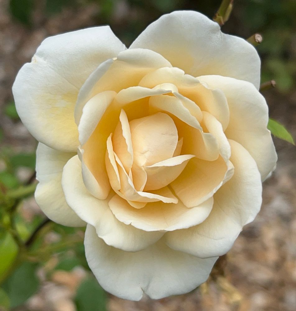 White rose