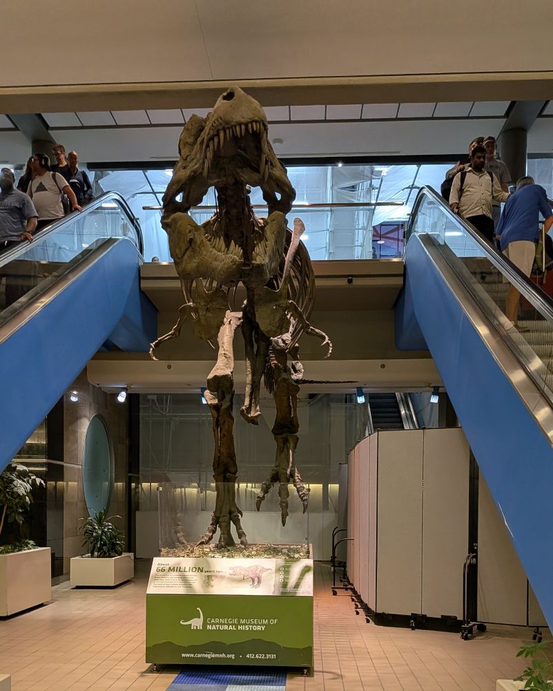 Mounted T. Rex skeleton in between two escalators 