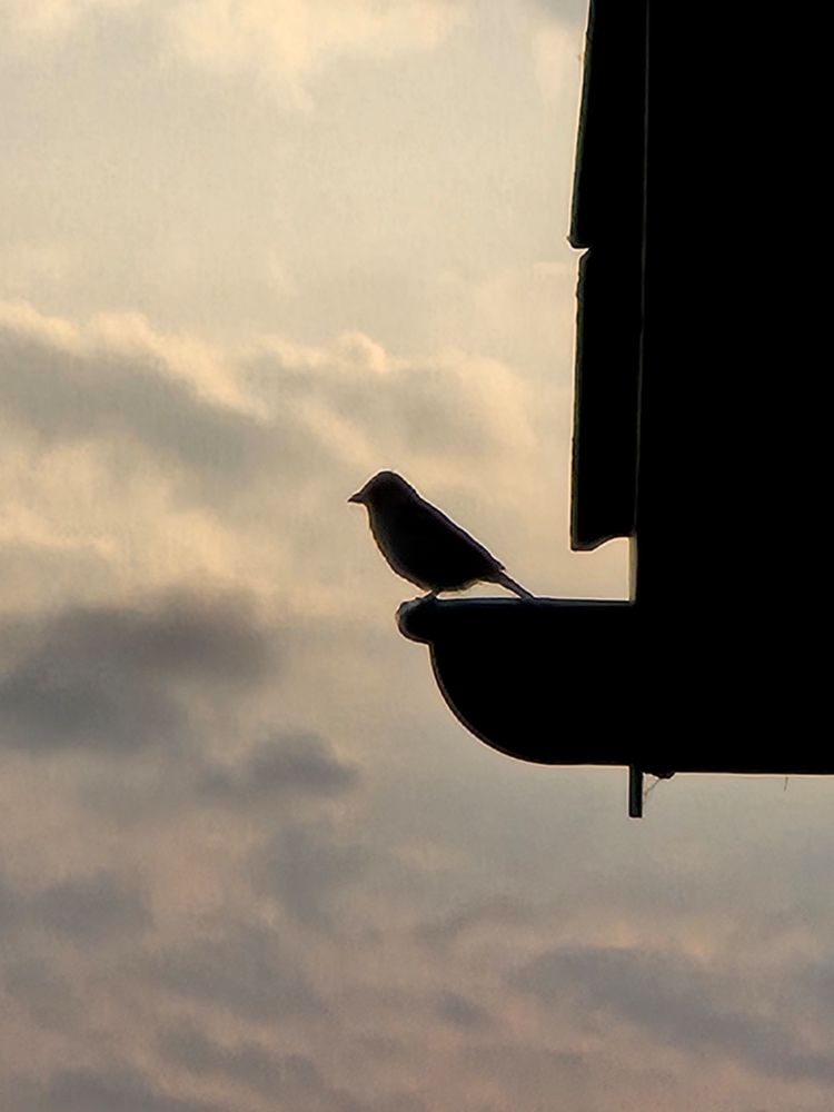 Zoom-Aufnahme eines Spatzes, der auf einer Dachzinne sitzt, die unten an einem Giebeldach, wovon nur 2 Giebel zu sehen sind, liegt.  Die Perspektive ist von der Seite, Spatz und alles Beschriebene erscheinen in fast schwarz, im Hintergrund wolkenbedeckter dunkelgrau miniblauer Himmel.