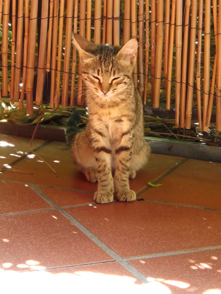 Eine getigerte Katze in der katzentypischen Buddha-Sitzstellung. Roter Boden, dahinter eine Bambuswand.