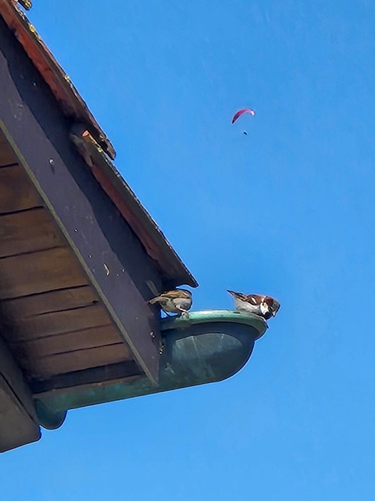 Zwei Spatzen auf einer Dachzinne eins Schrägdaches, blauer Himmel, eine Gleitschirmfliegerin im Himmel.