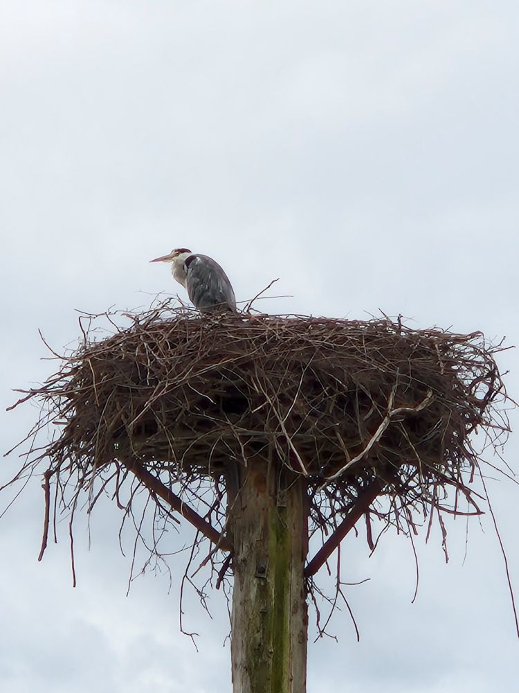 Ein Graureiher, der allein auf einem Storchennest "thront".