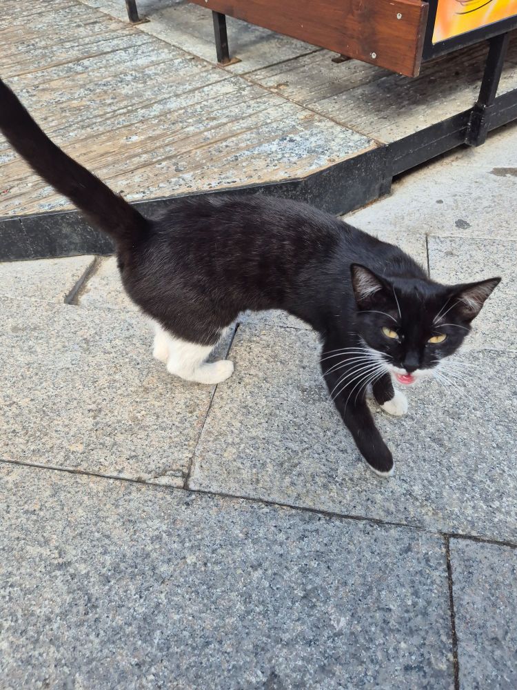 Eine schwarze Katze mit weissen Schuhen auf einem Steinplattenboden. Sie steht und schaut zu mir hoch und miauzt fürchterlich, man sieht ihre Zunge. Ihr Kinn ist ebenfalls weiss.