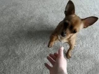 a small brown dog is reaching out to a person 's hand on a carpet .