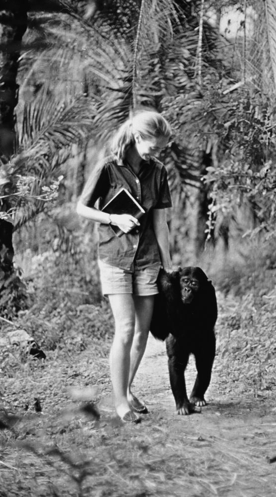 Jane Goodall appears in the television special "Miss Goodall and the World of Chimpanzees" originally broadcast on CBS in 1965.  (CBS via Getty Images)

A young Goodall holding hands with a chimpanzee, looking down and smiling as they walk together.