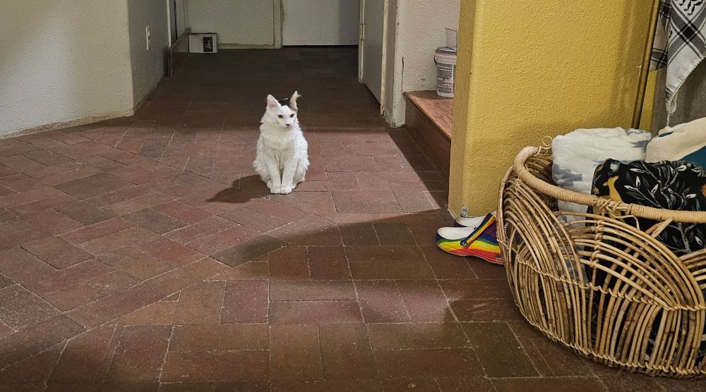 Blue cheese sits in the middle of the brick floor in the hallway.