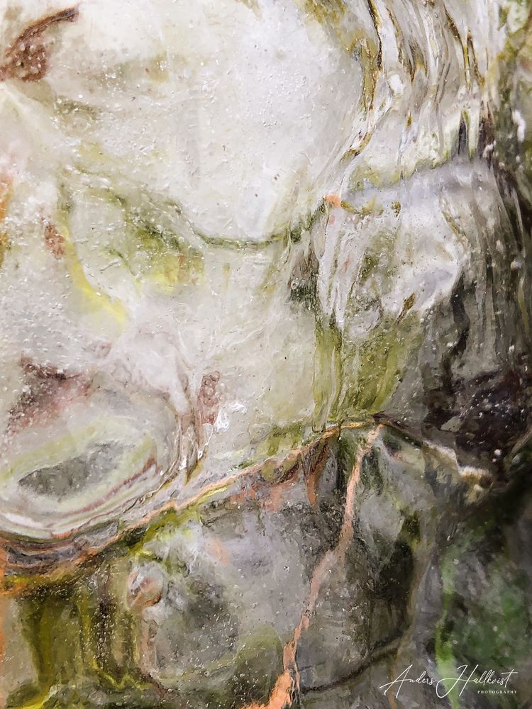 En närbild på is som inneslutet kvistar i brandgult och grönt gräs. 