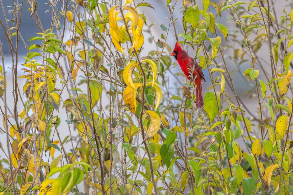 Bright red northern cardinal perched on plants in fall colors of yellow.