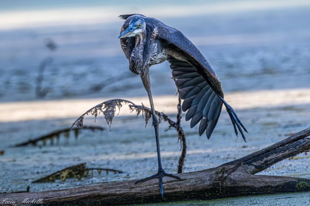 Bird stretching its leg and wing as it perches on a fallen branch.