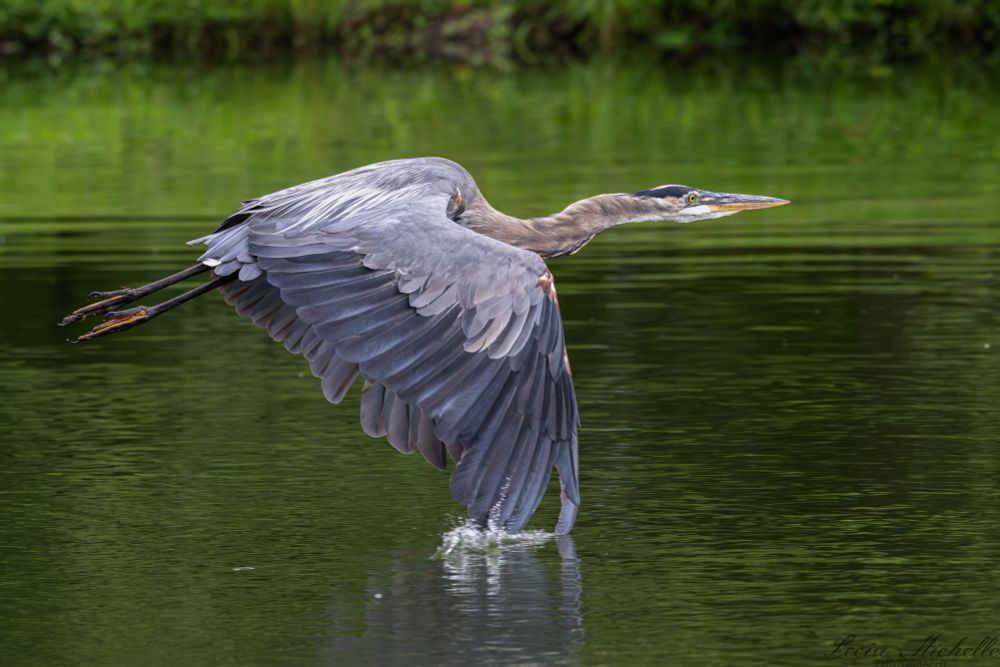 Bird with lavender and blue wings in flight over a lake.