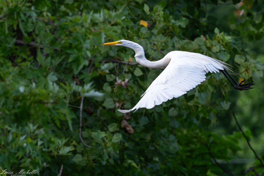 White bird in flight past trees.
