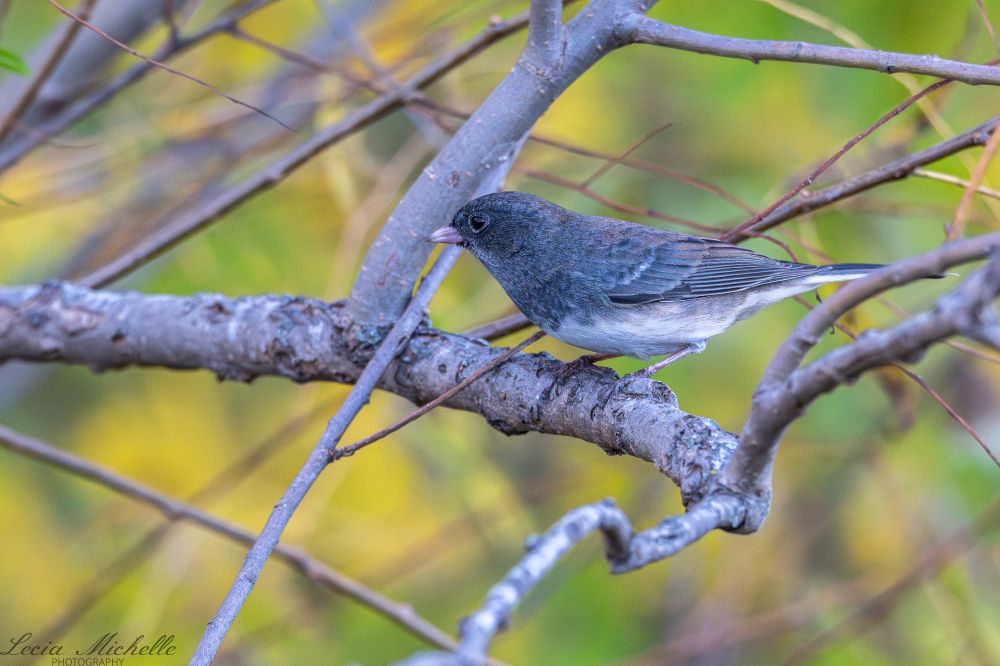 Dark-eyed junco perched in a tree.