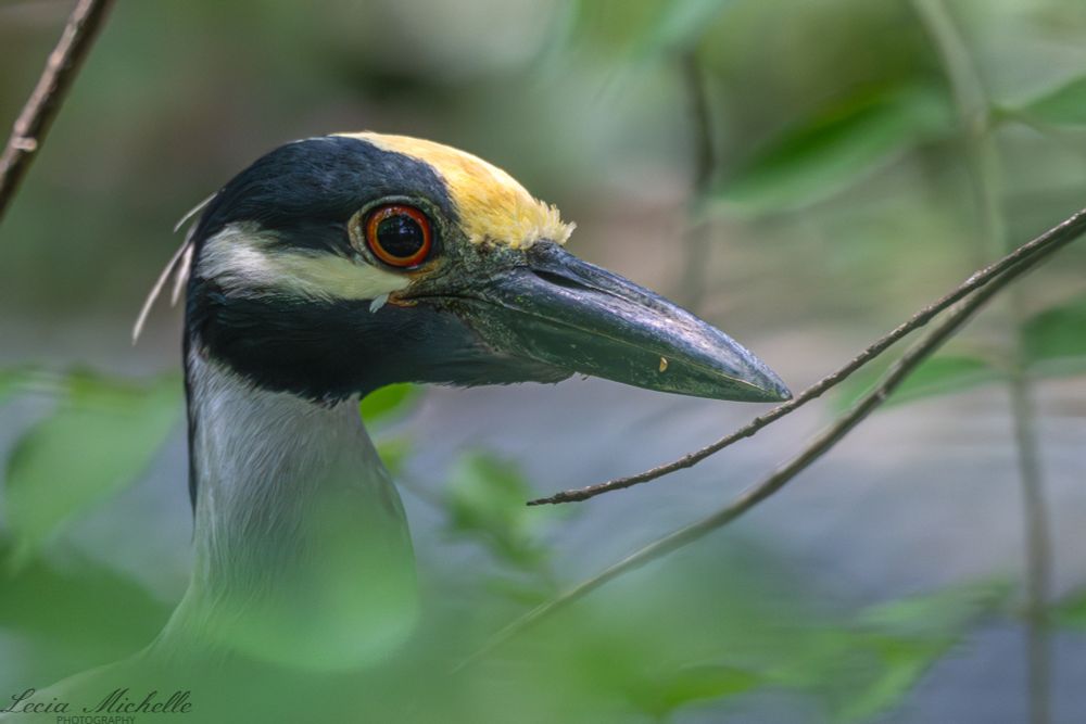 Closeup of a bird with blue and white feathers on its head, a blue beak and red and black eyes.