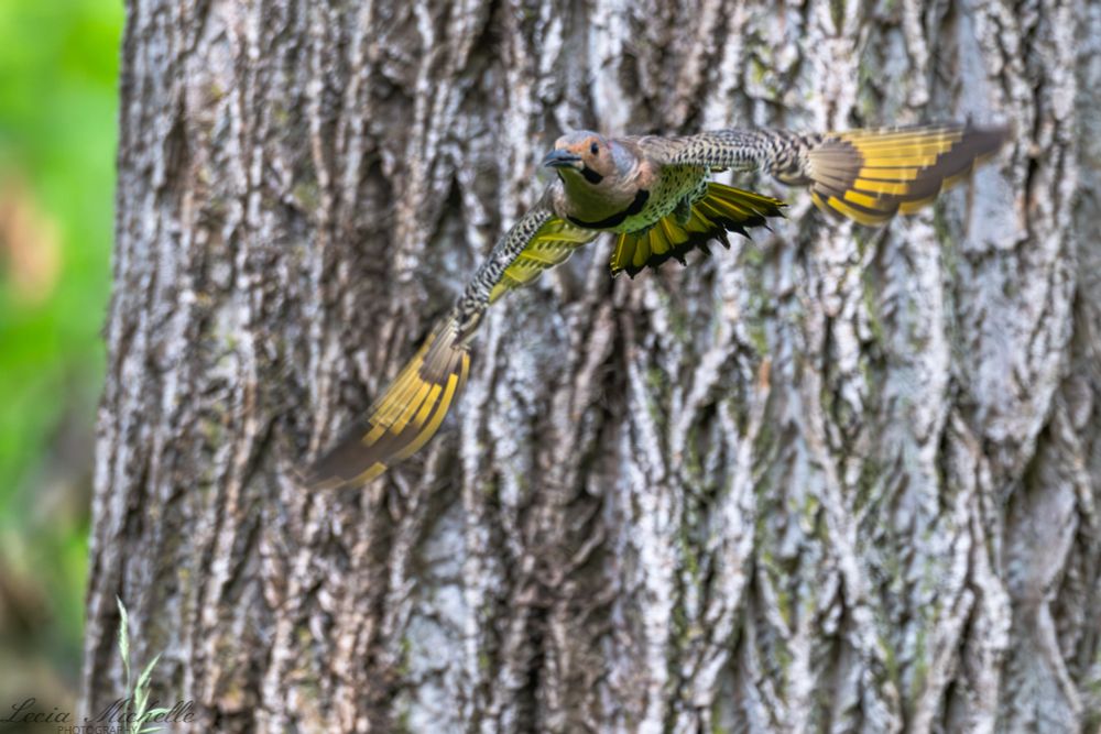 Bird in flight with bright yellow feathers on its wings. A tree trunk in the background.