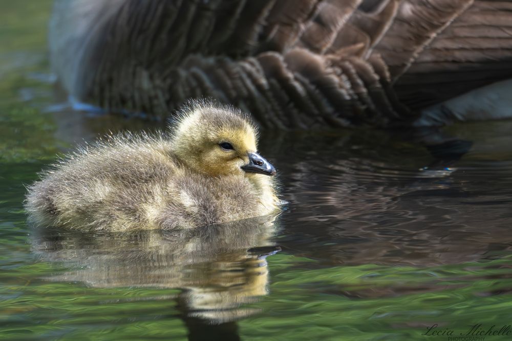 Chick swimming in a pond next to a parent.