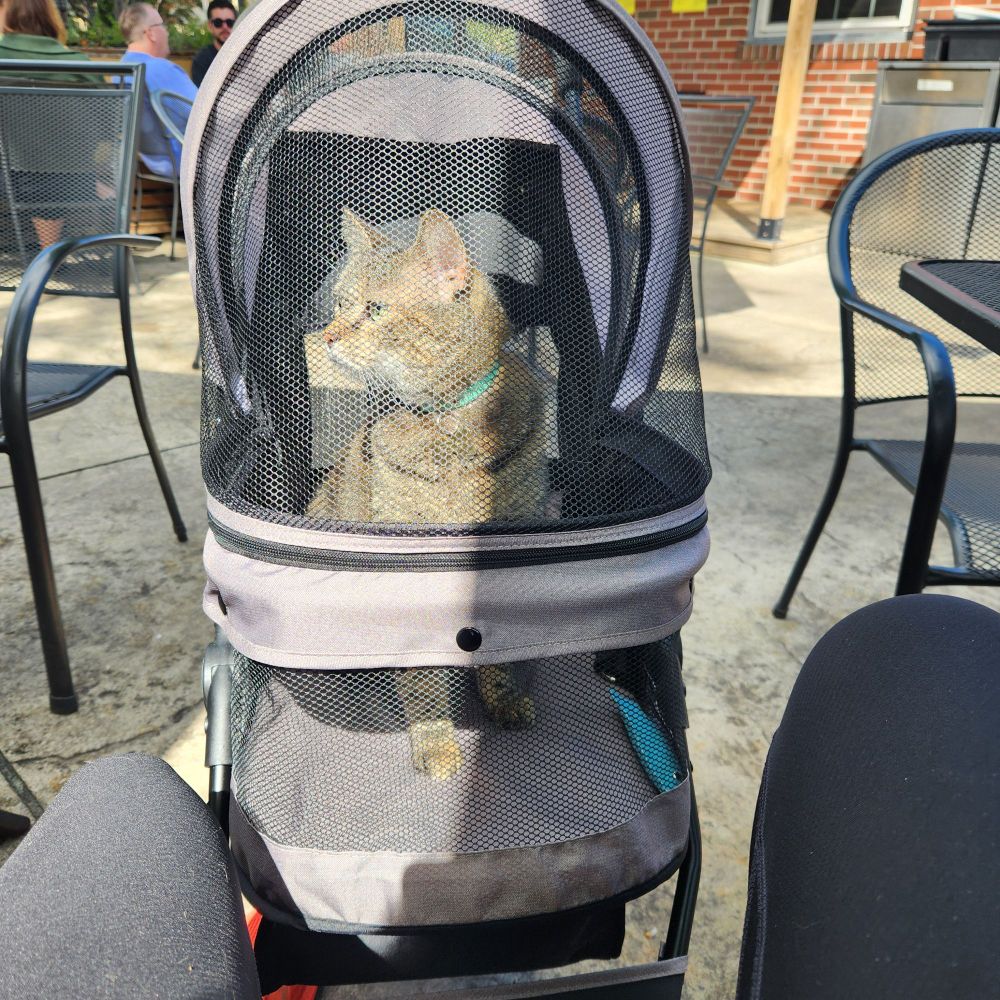 A brown tabby cat looking through the mesh of a grey pet stroller at an outdoor cafe