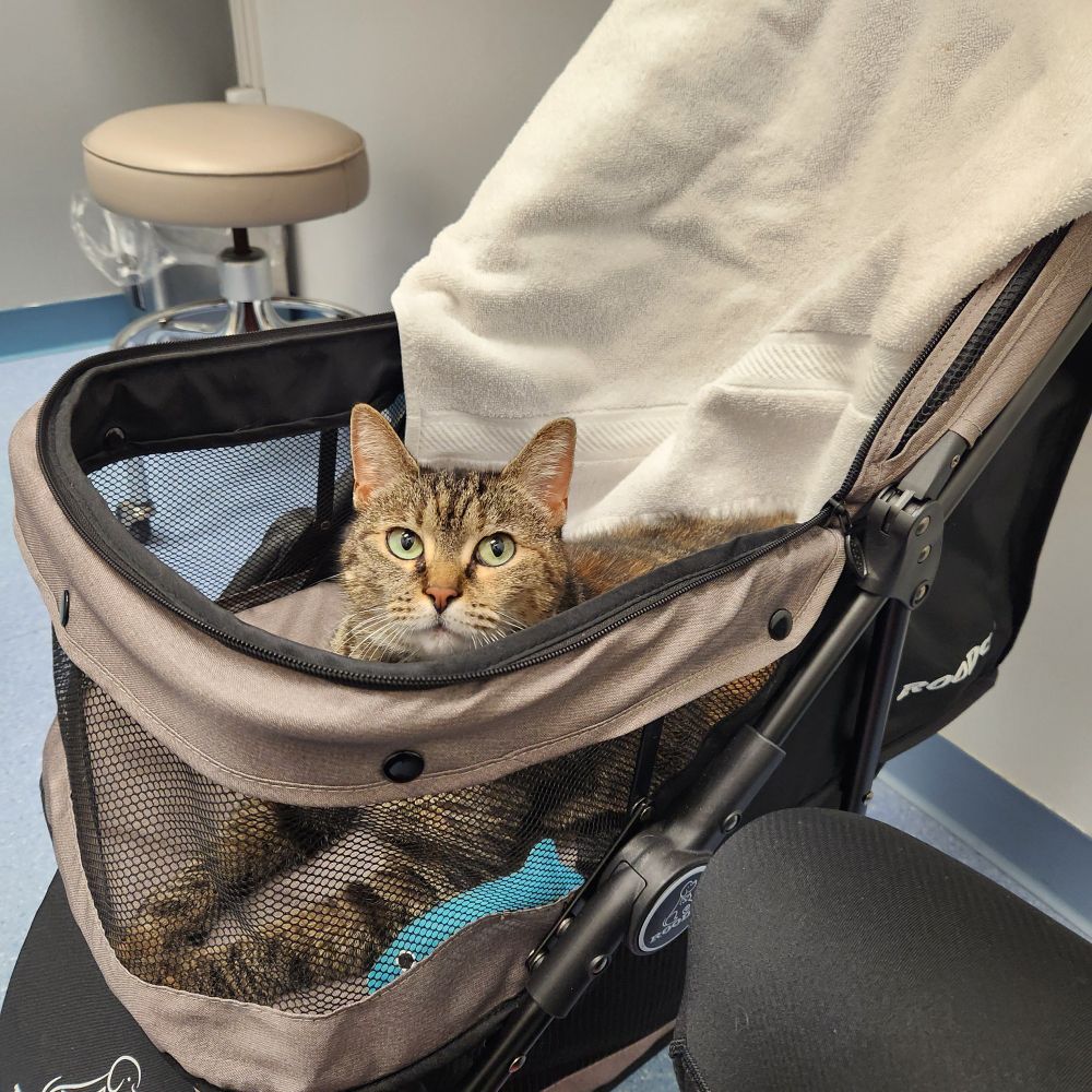 A brown tabby cat laying in a grey pet stroller in a vet office