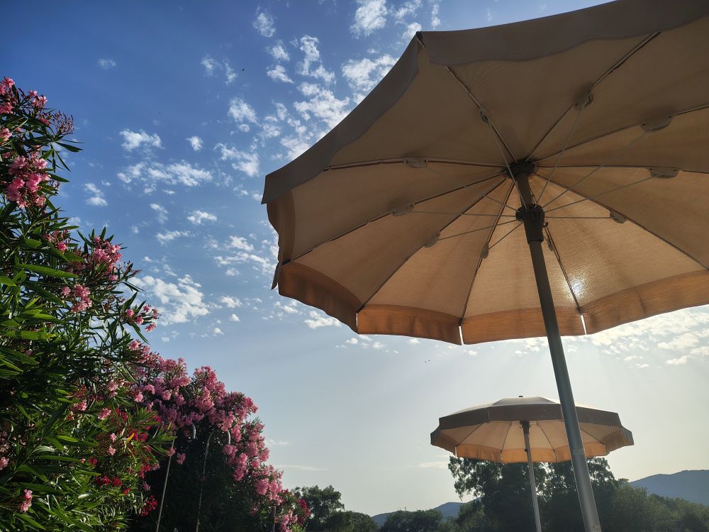A picture of 2 parasols, pink flowers and a sunny sky with a couple of small clouds dotted around
