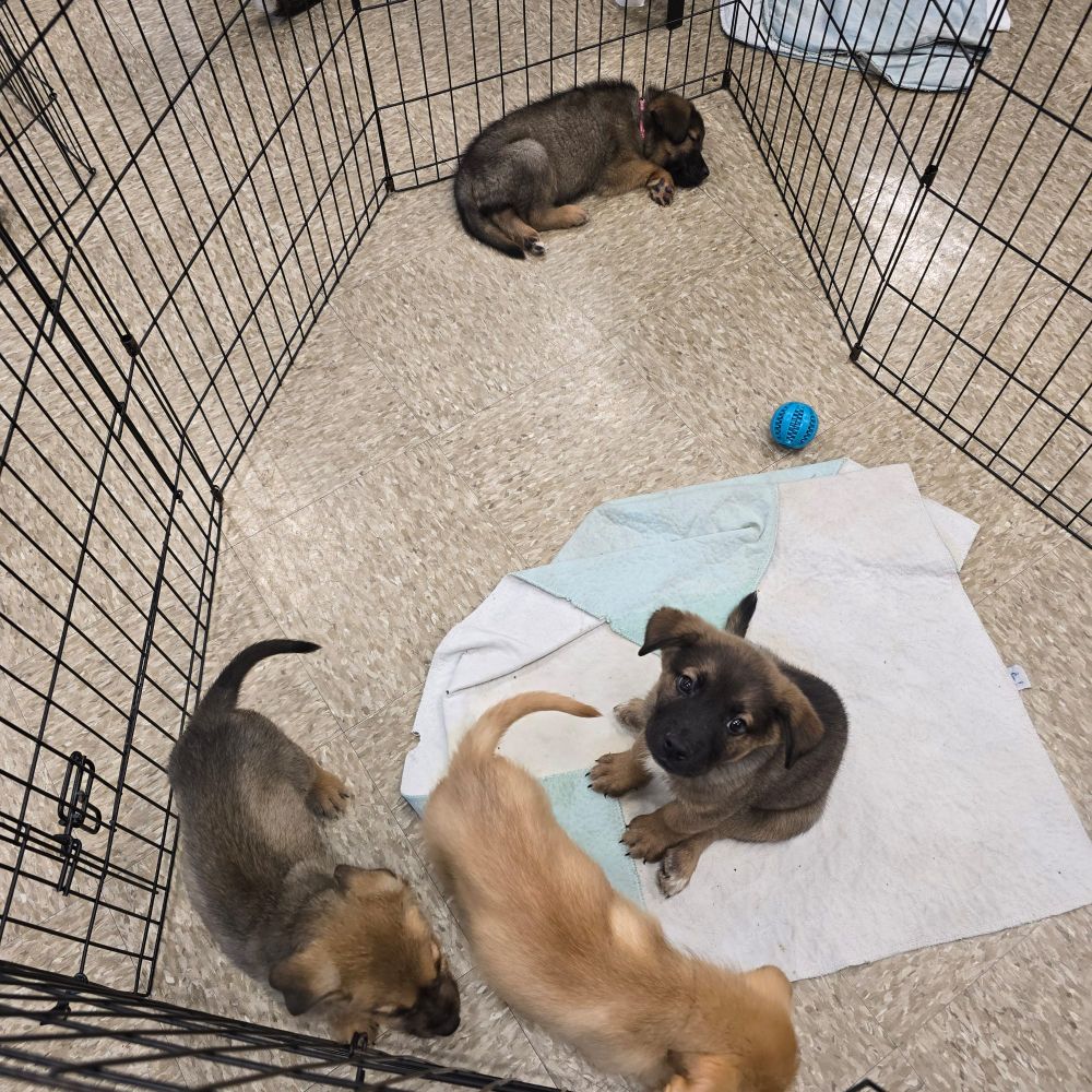 4 puppies in a caged area. One puppy is looking at the camera. There is a blue ball in the area