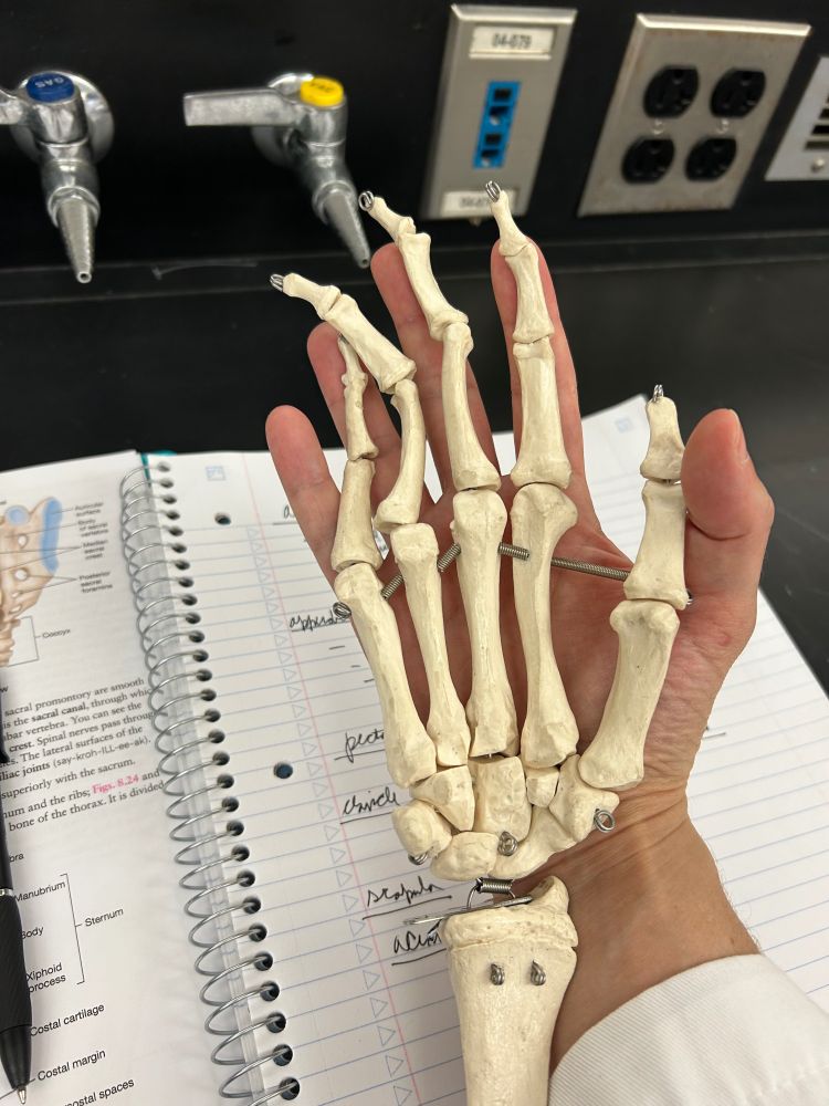 Bones on the hand in my own hand 